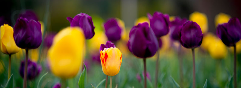 purple and gold spring tulips